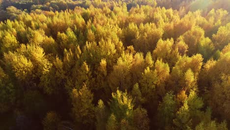 colorful autumn forest wood