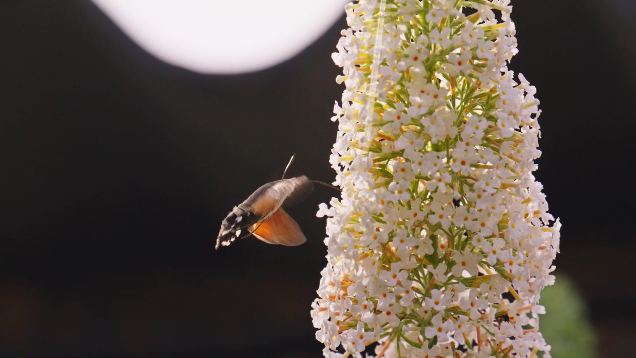Hummingbird hawk-moth use proboscis to probe butterfly bush flowers for nectar