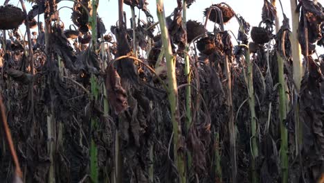 sunflower crop destroyed by drought global warming sunflower crop destroyed by drought global warming
