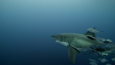 Gran-Tiburón-Blanco-Con-Cicatrices-De-Batalla-Carcharodon-Carcharias-4k-Primer-Plano-De-Tiburón-Con-Cicatrices-Islas-Neptuno-Sur-De-Australia