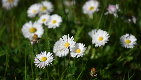 daisies. chamomile and grass background