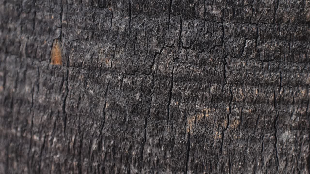 Close-up of Dark Tree Bark Texture