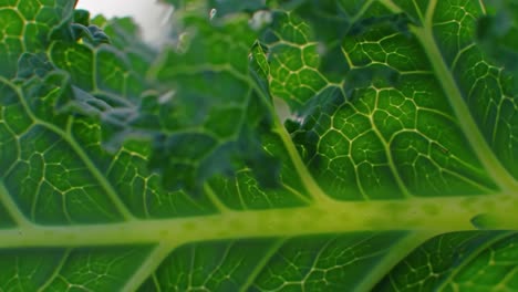close-up examination of intricate leaf veins and textures highlighting nature's complex patterns in greenery
