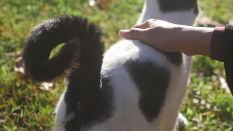 a person touching a black and white cat