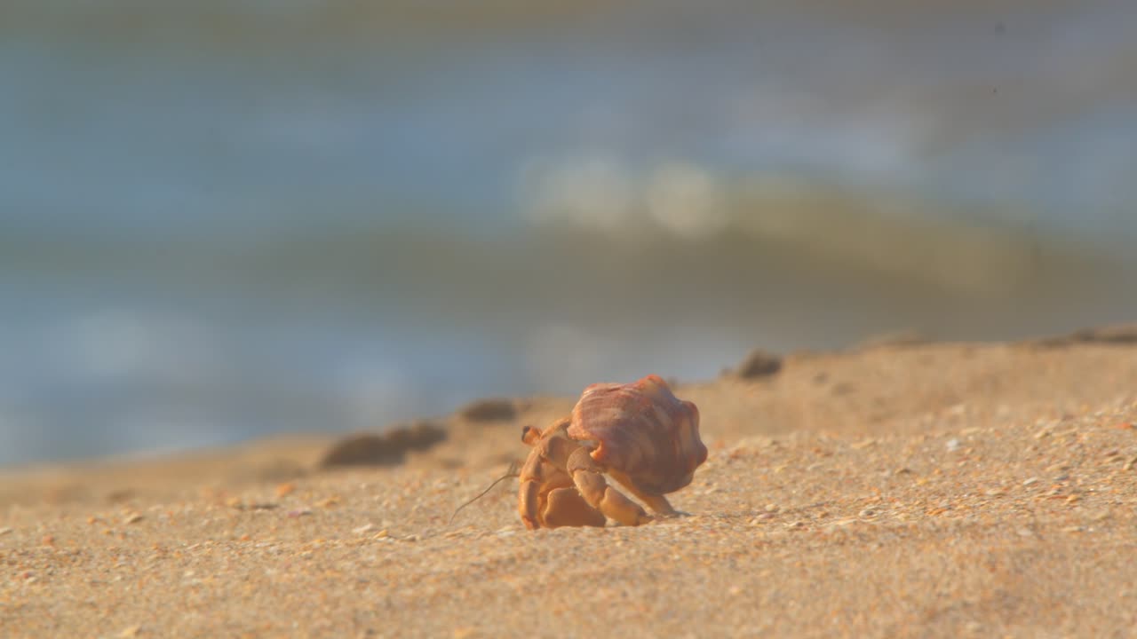 Hermit crab walking toward the sea with breaking waves Piura Peru