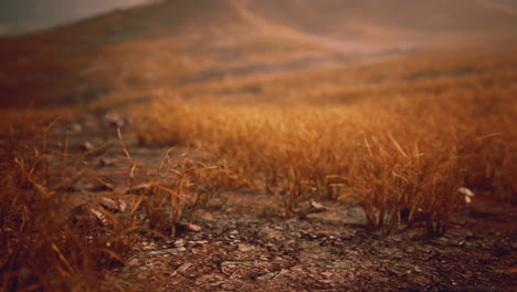 golden-rocks-and-grass-in-mountains