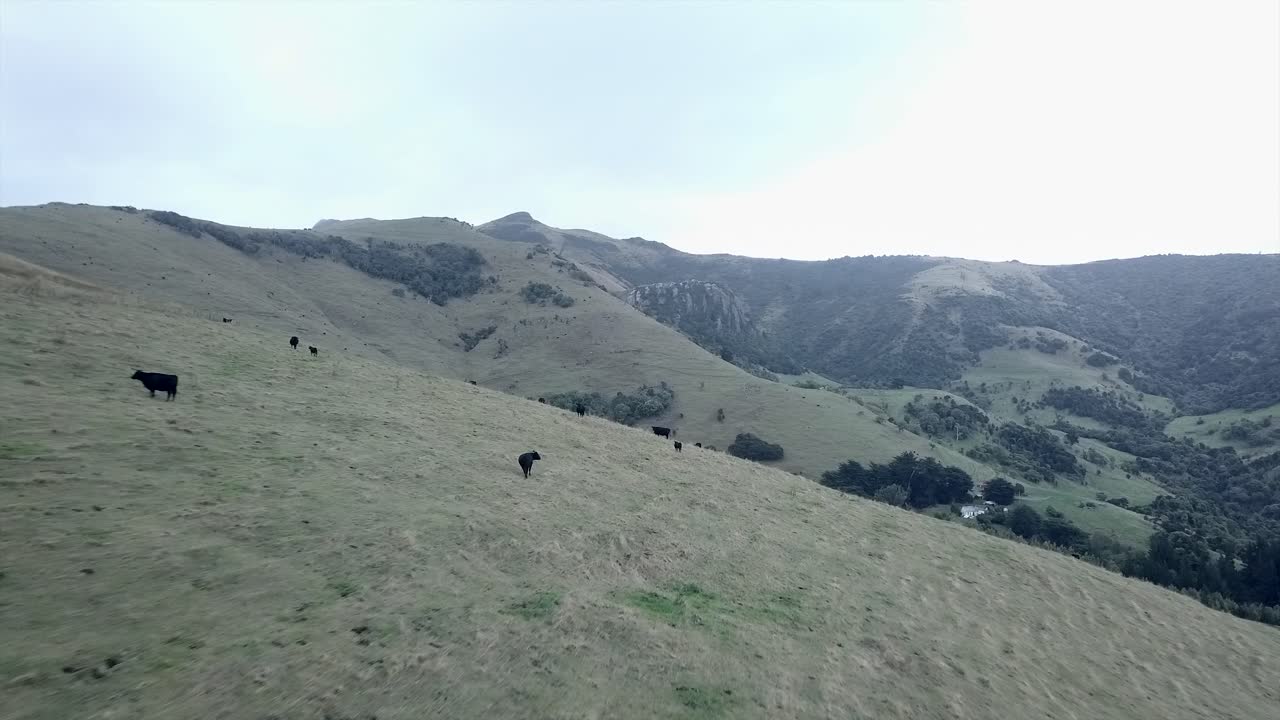 Cattle Grazing on Mountain Pasture