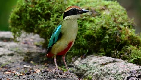 Uno-De-Los-Pittas-Más-Buscados-Y-Catalogado-Como-Una-Especie-Vulnerable