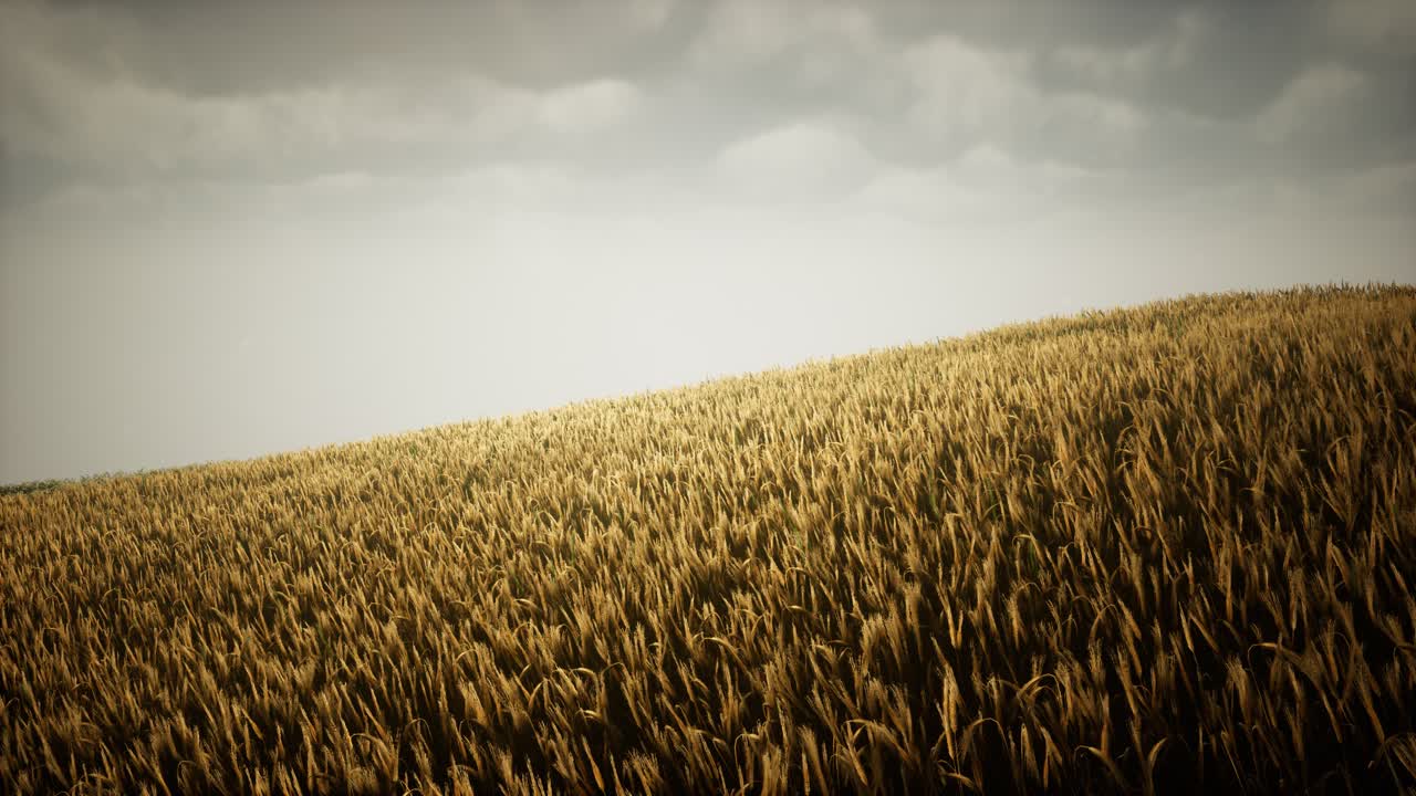 Dark stormy clouds over wheat field