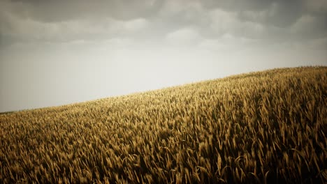 nubes oscuras y tormentosas sobre el campo de trigo
