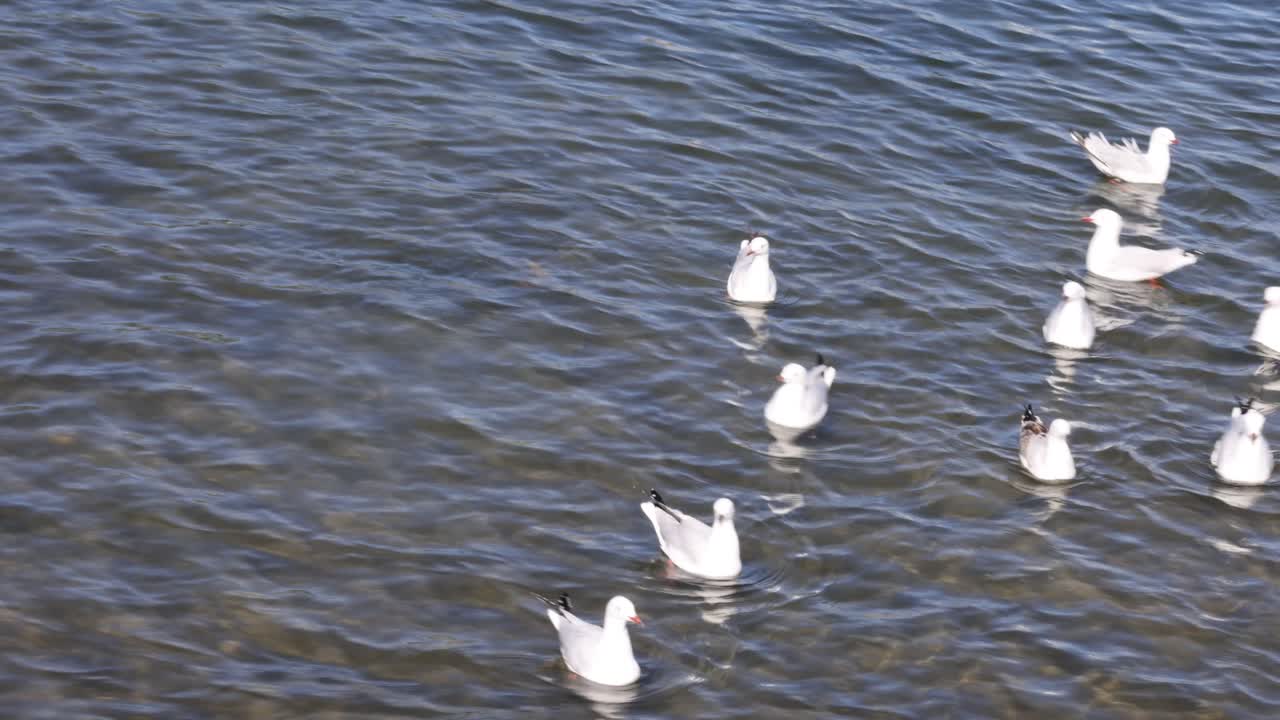 물 표면 에 파동 하는 바다표범 들 이 상호 작용 하고 있다