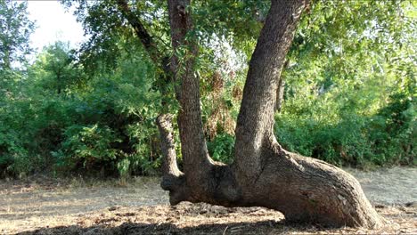 árbol marcador comanche
