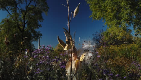 a slow jib down to reveal popped milkweed pods on a milkweed plant nestled in a field