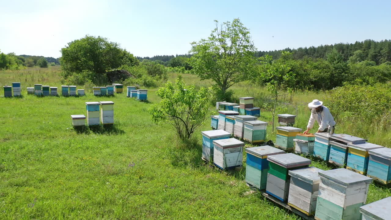 Man working in apiary. Beekeeper inspecting and examining honeycomb frame at apiary