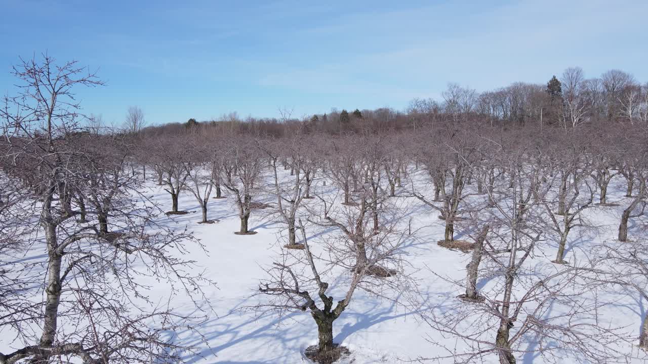 화창한 날 겨울철에 자라는 체리 과수원, 공중 상승 전망