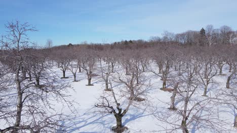 huerto de cerezos que crece en invierno en un día soleado, vista aérea ascendente