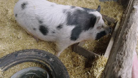 black and white pig by the gate of petting zoo