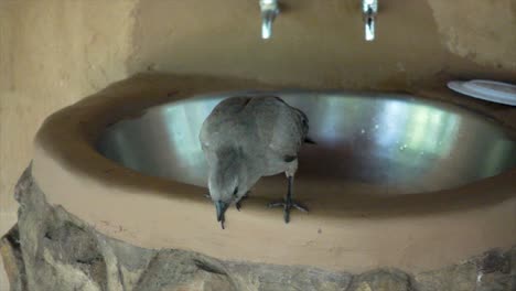 cámara lenta de un pequeño pájaro salvaje africano sentado en un fregadero, agachándose y volando