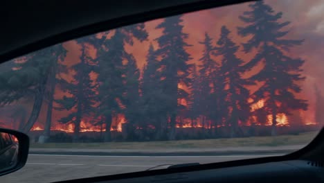 wildfire in a forest