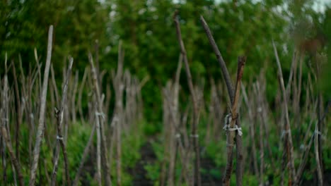 Stützstangen-Für-Weinreben-Und-Pflanzen-Im-Garten,-Nahaufnahme