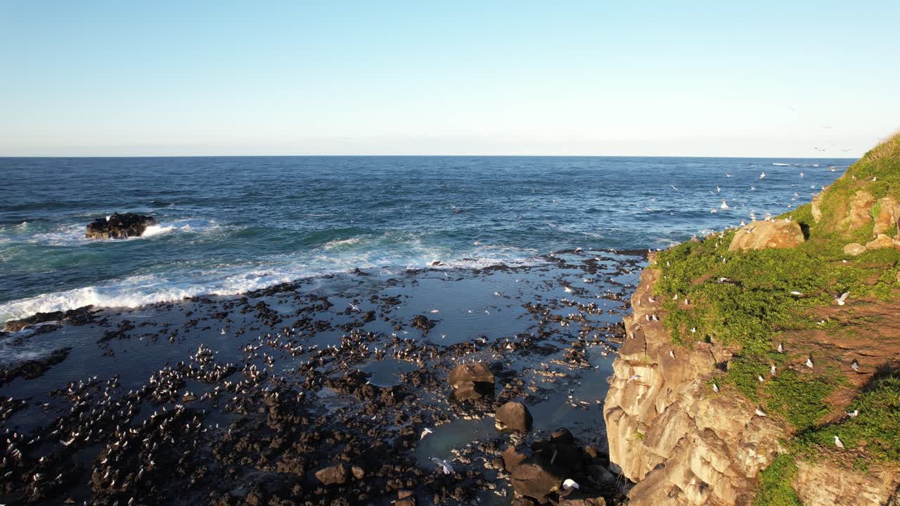 Seagulls Nesting And Flying On Rocky Shores Of Cook Island In New South Wales, Australia. drone shot