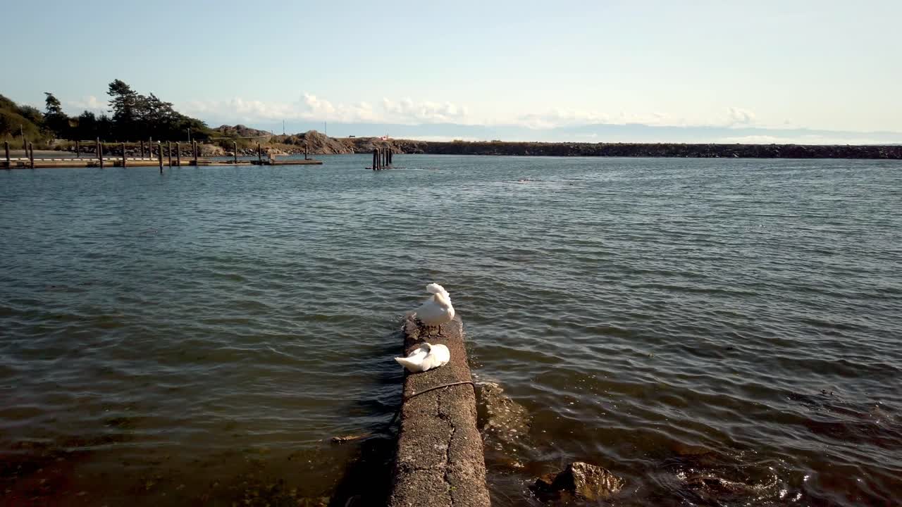 Couple of Swan chilling on a bridge in front of Pacific ocean during summer in Canada