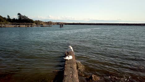 couple of swan chilling on a bridge in front of pacific ocean during summer in canada
