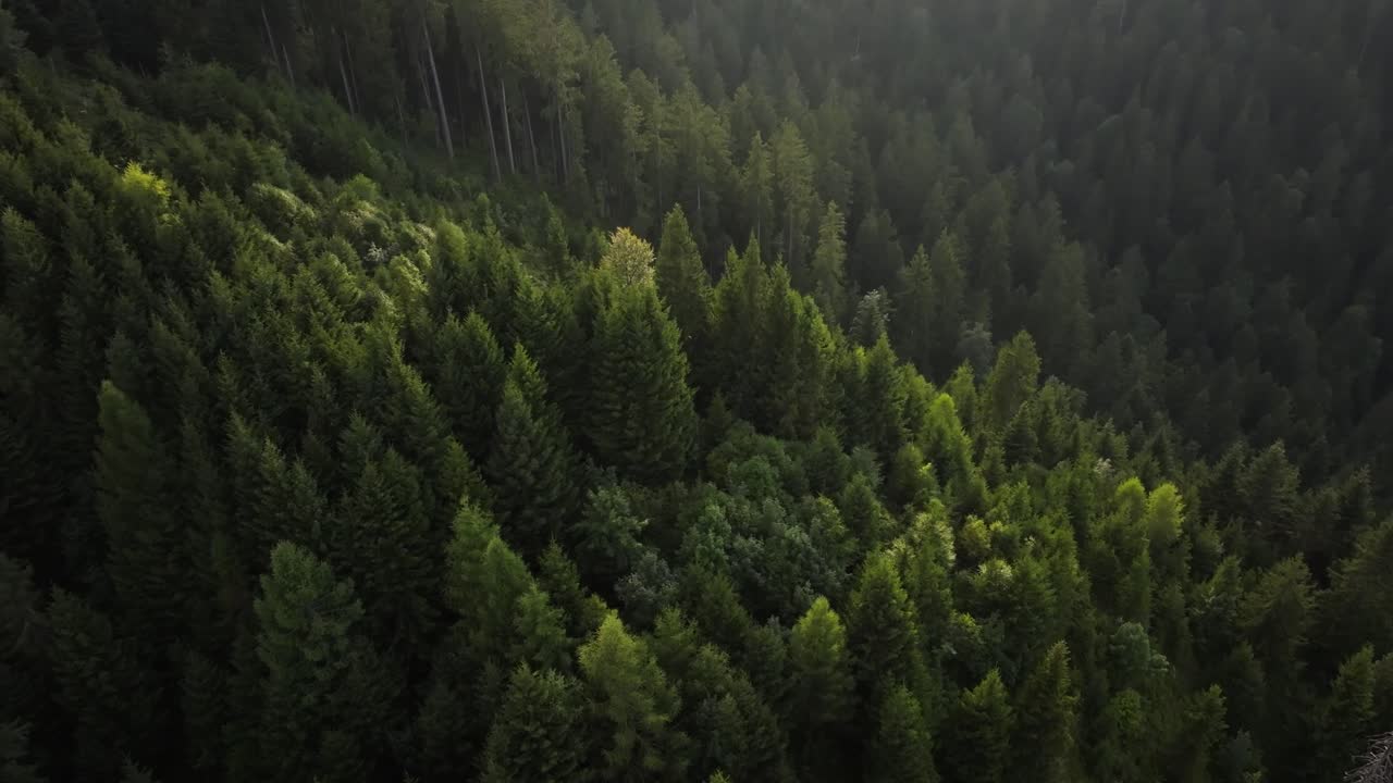 Aerial view of a dense evergreen forest illuminated by soft sunlight. Symbolizes nature, sustainability, conservation, and the balance of natural ecosystems
