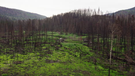 slow aerial toward charred remains of forest trees around river, b