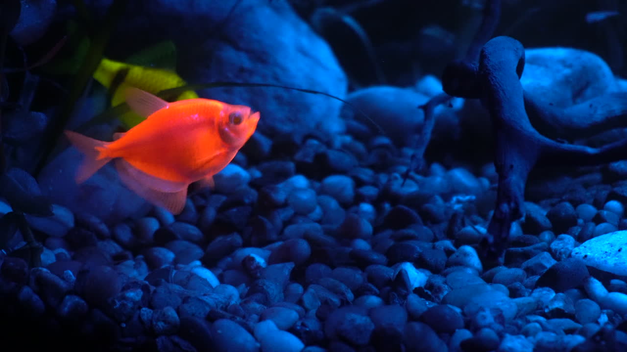 peces fluorescentes se alimentan de partículas flotantes bajo el agua