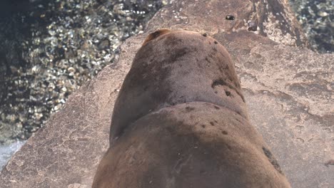 un lobo marino en apuros
