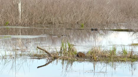 Beaver-semiaquatic-rodent-in-its-natural-habitat-digging-in-the-mud