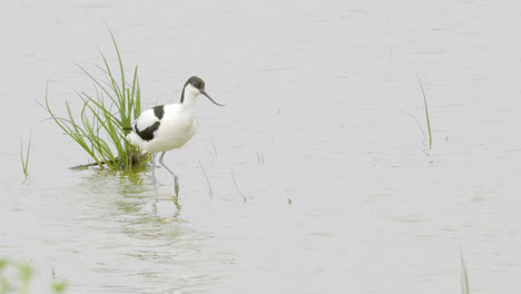 Säbelschnäbler-Watende-Seevögel,-Die-Sich-In-Den-Sumpfgebieten-Der-Lincolnshire-Coast-Marshlands,-Großbritannien,-Ernährten