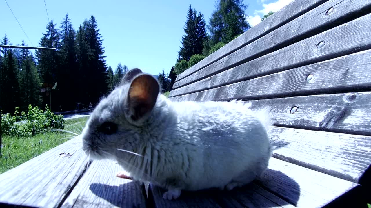 silver chinchilla plays on bench