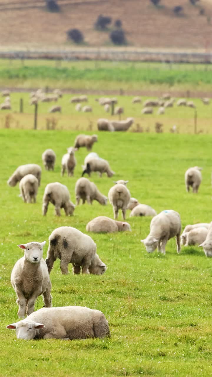 Pecore Devon Closewool pascolano e riposano in un campo lussureggiante e verde sotto una luce diurna soffusa a Wanaka, Nuova Zelanda.