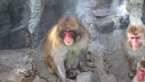 a family of red-faced japanese macaques sitting together on rock wall in seoul grand park children zoo in south korea - closeup shot