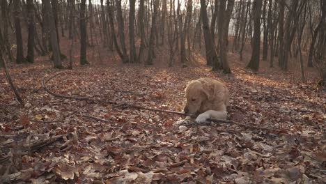 happy golden retriever chewing on fallen branch in forest jumps up and runs away dragging the long stick