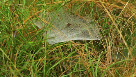 telaraña atrapada cubierta de rocío matutino, colocada en un prado entre tallos, día brumoso en un prado de otoño, tiro cerrado moviéndose lentamente en un viento tranquilo