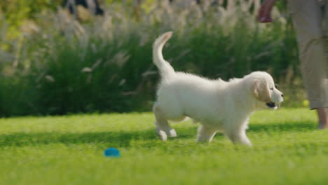 Ein-Verspielter-Welpe-Eines-Golden-Retrievers-Rennt-Den-Kindern-Auf-Dem-Rasen-Im-Hinterhof-Des-Hauses-Hinterher.-4K-Video-In-Zeitlupe