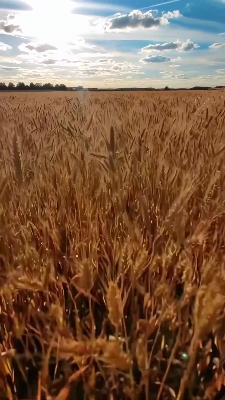 Campo d'oro di grano sotto un cielo blu brillante