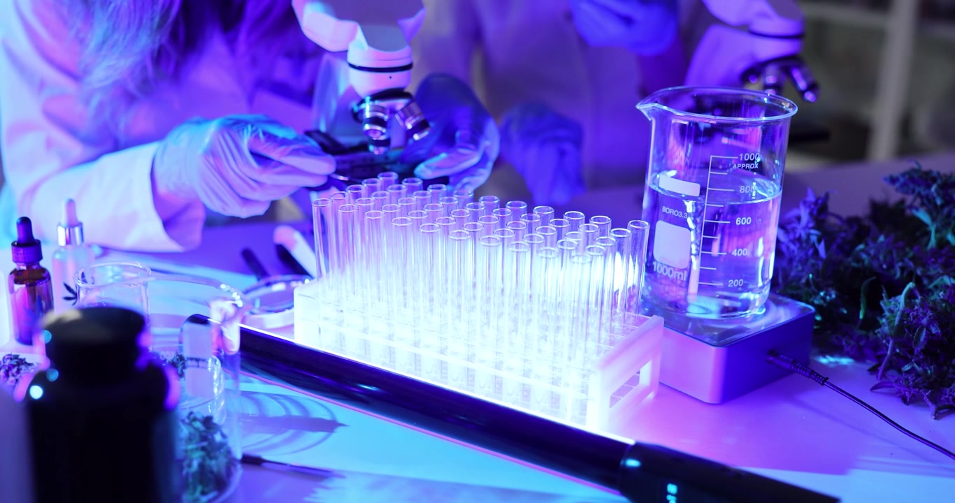 Laboratory workers study cannabis samples under microscope