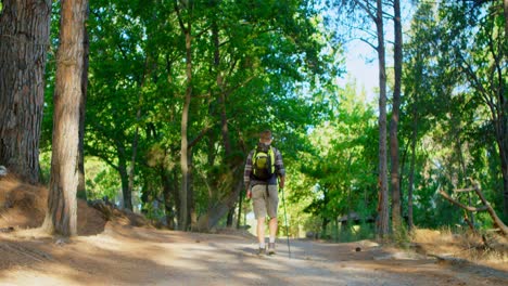 Male-hiker-walking-in-the-forest-on-a-sunny-day-4k