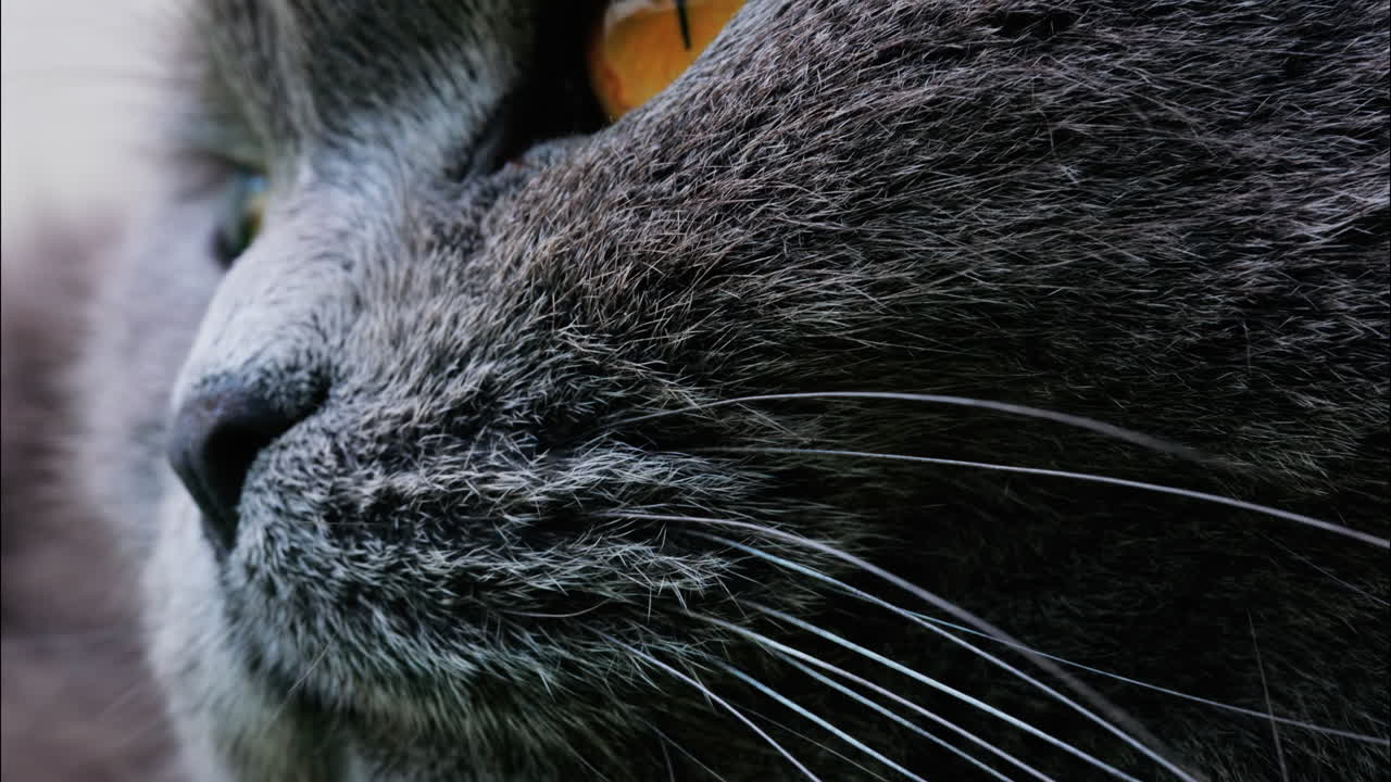 Close up of a Scottish Fold cat with orange eyes resting with a blurred background
