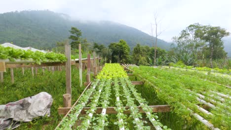 home garden with various vegetables