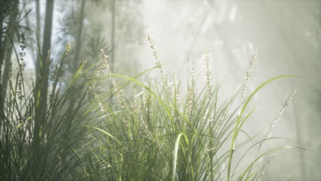 grass flower field with soft sunlight for background.