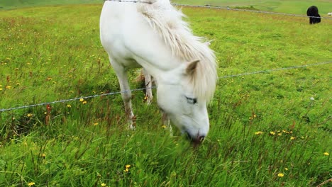 Un-Caballo-Blanco-Comiendo-Hierba-En-Islandia,-Montañas-Verdes,-Flores-Amarillas,-Caballos-Blancos-Y-Negros-En-El-Fondo,-Full-Hd