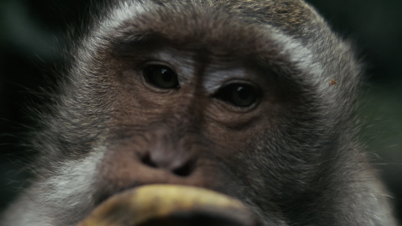 Monkey eating food in Indonesia, slow motion close up