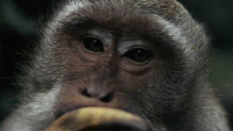 monkey eating food in indonesia, slow motion close up