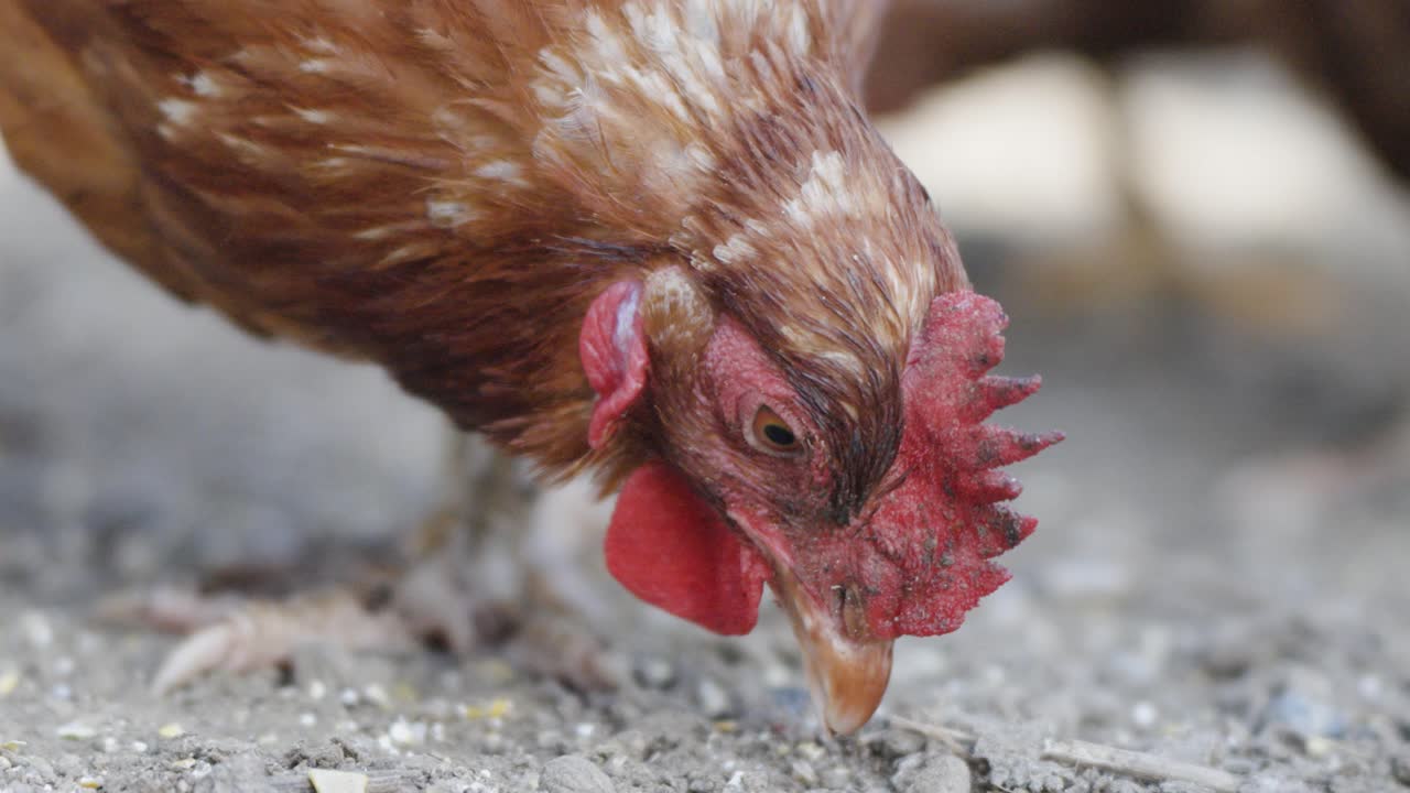 Close up of a chicken pecking the ground, focusing on its head and beak