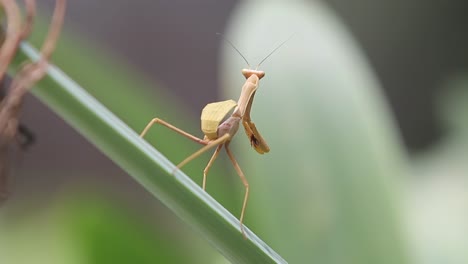 close-up of a praying mantis on green grass